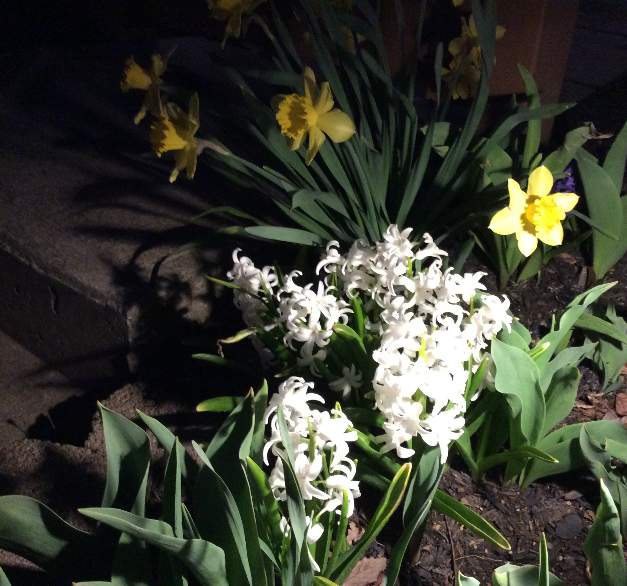 Spring at Night